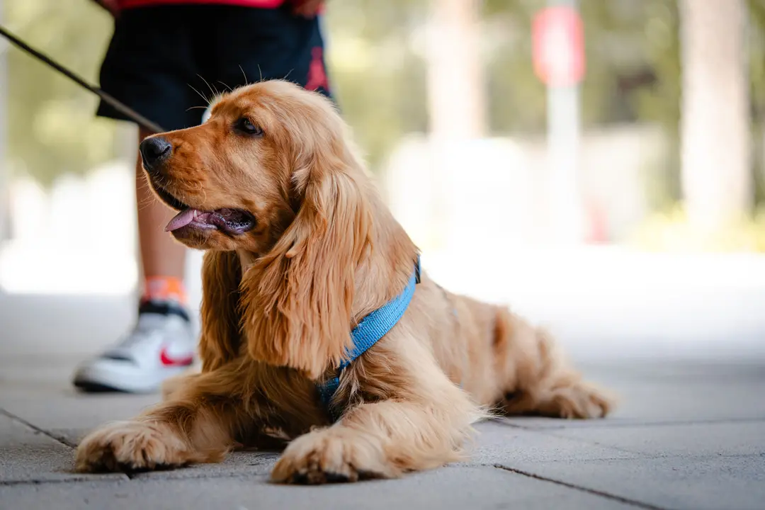 by pet photographer in dubai, J. Varghese