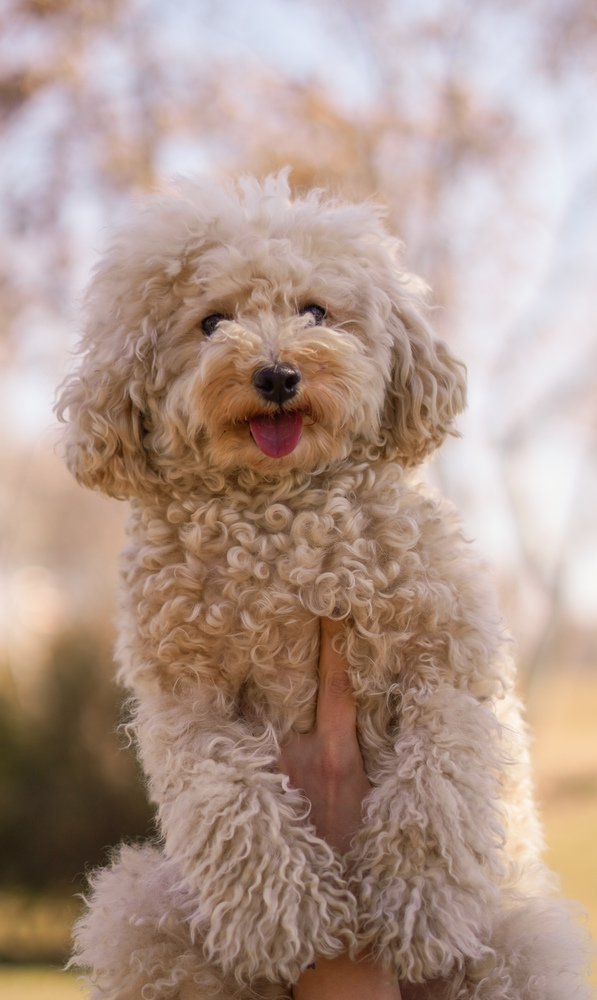 Pet Photography highlight