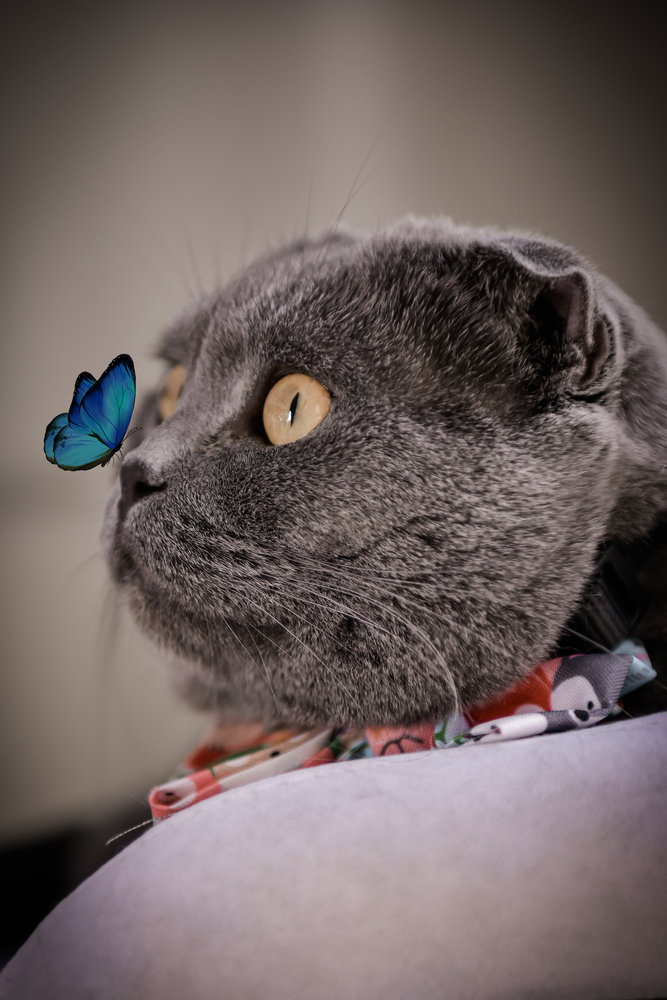 Pet Photography highlight