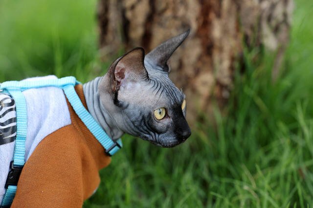 Pet Photography photo by PAWAN SINGH