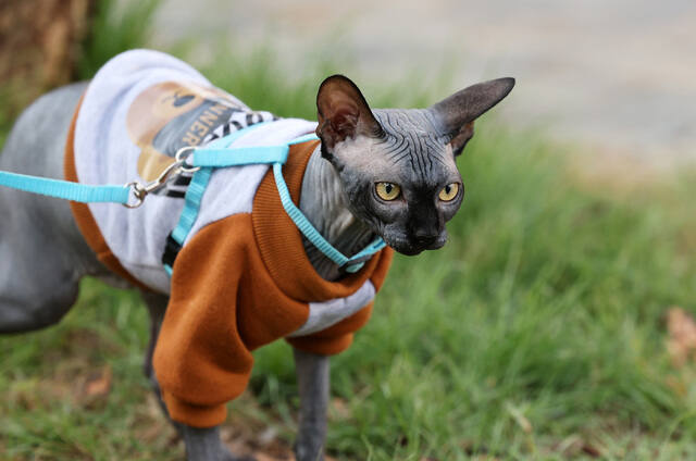 Pet Photography photo by PAWAN SINGH
