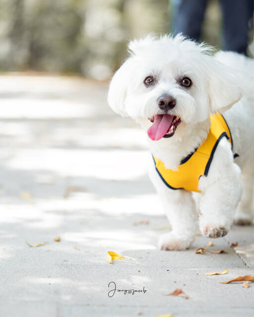 Pet Photography photo by Jinoy Varghese Jacob