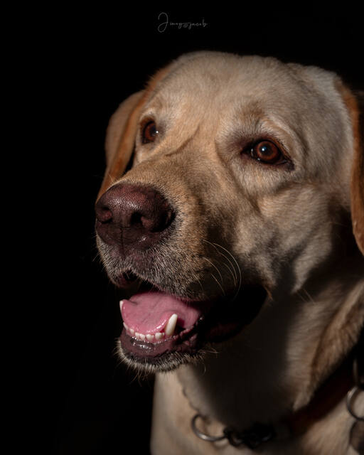 Pet Photography photo by Jinoy Varghese Jacob