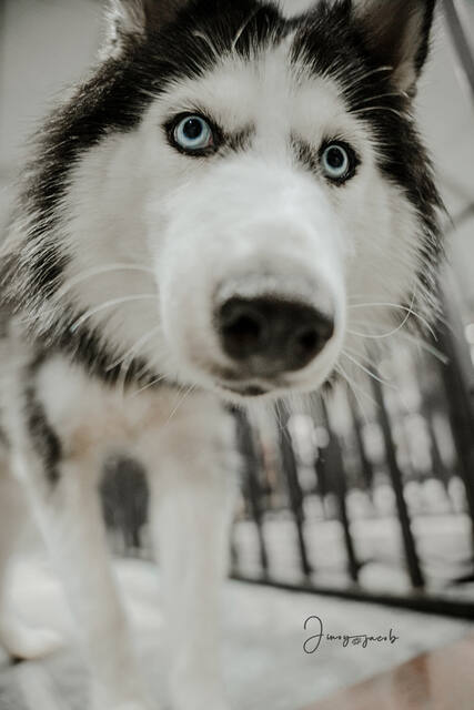 Pet Photography photo by Jinoy Varghese Jacob