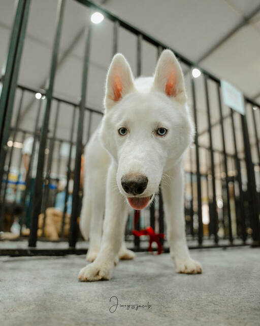 Pet Photography photo by Jinoy Varghese Jacob