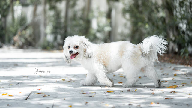 Pet Photography photo by Jinoy Varghese Jacob