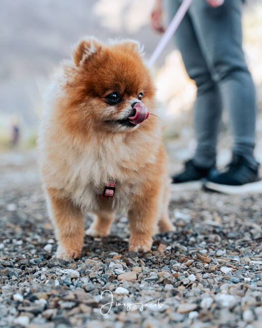 Pet Photography photo by Jinoy Varghese Jacob