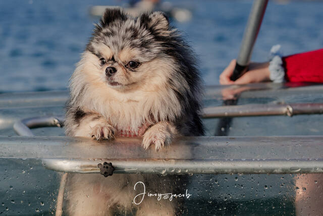 Pet Photography photo by Jinoy Varghese Jacob