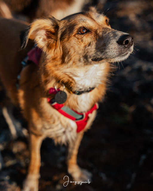 Pet Photography photo by Jinoy Varghese Jacob
