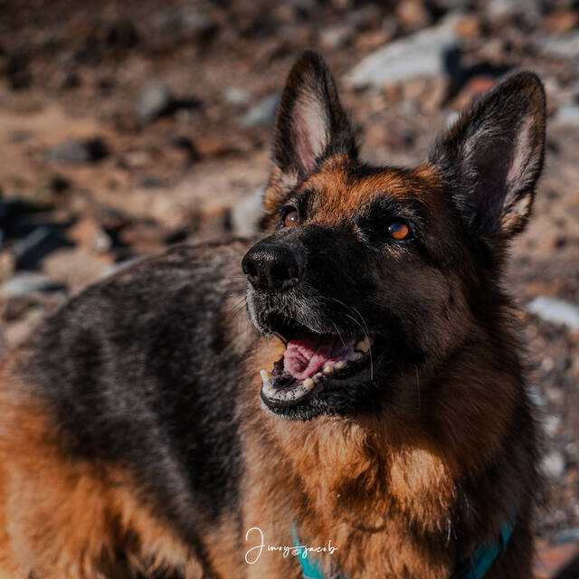 Pet Photography photo by Jinoy Varghese Jacob