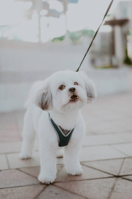 Pet Photography photo by mahmoud mk