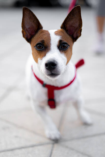 Pet Photography photo by mahmoud mk
