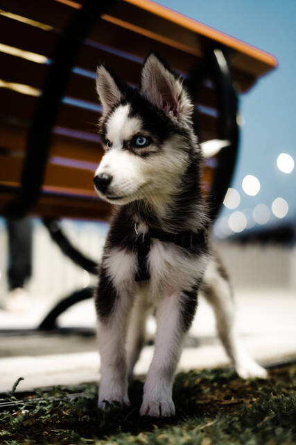 Pet Photography photo by mahmoud mk