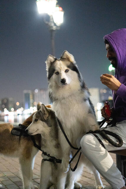 Pet Photography photo by mahmoud mk