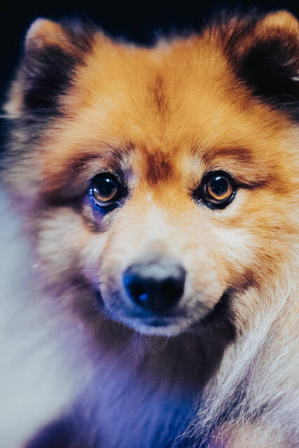 Pet Photography photo by mahmoud mk