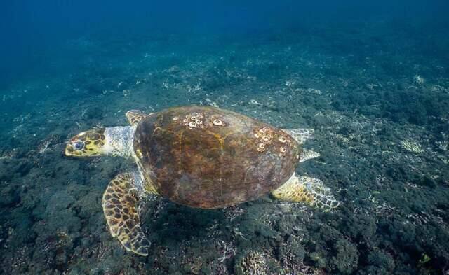 Underwater Photography photo by Gisele Silva