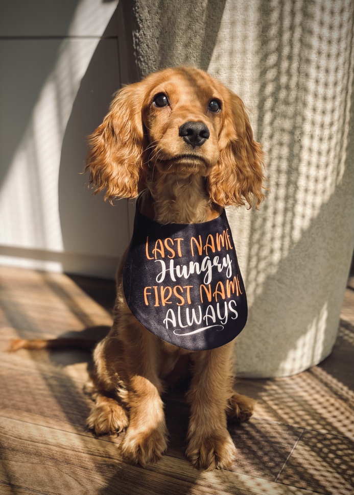 Pet Photography
